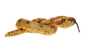 Green Snakes Anaconda Stuffed Animal - 36"